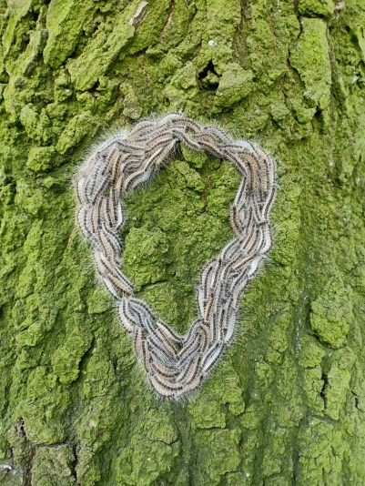 Gefahren in der Natur: Eichen-Prozessionsspinner