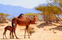 Neuer Länderpunkt Saudi-Arabien?