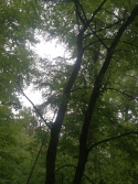 Angelrunde im Panzerwald bei Viernheim (GC8DDZ6 ff.)